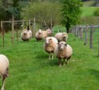 Australia commits AUD$5.6m to phase out live sheep exports by sea