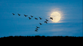 Brazil declares animal health emergency due to bird flu