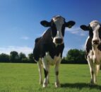 Antimicrobial use on UK dairy farms continues to decline - report