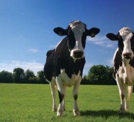 AHDB red meat and dairy campaign to continue after ASA investigation