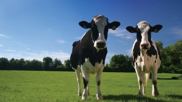 AHDB red meat and dairy campaign to continue after ASA investigation