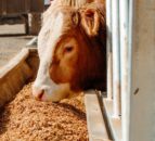 UK demand for animal feed falls to 17-year low