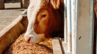 UK demand for animal feed falls to 17-year low