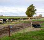 Keeping lameness under control ahead of breeding