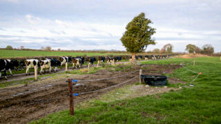 Keeping lameness under control ahead of breeding