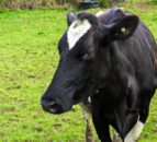 Dairy cows heat stress study receives £1.24m funding boost