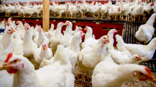 Views sought on remote vet inspections in bird flu control zones