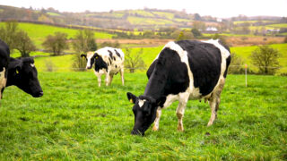 Bovine TB taking a toll on farm families in NI – UUP