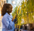 Aberystwyth University receives £9.8m funding boost for crops