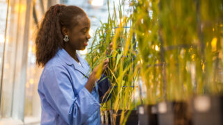 Aberystwyth University receives £9.8m funding boost for crops