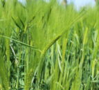 CAFRE: Wet spring weather causes crop protection challenge