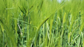CAFRE: Wet spring weather causes crop protection challenge