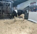 Samuri second calver tops the trade at Taaffe Auctions sale