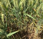 Tillage: Controlling septoria tritici in winter wheat