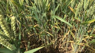 Tillage: Controlling septoria tritici in winter wheat