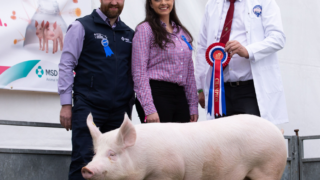 MSD Animal Health expands pig team