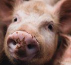 EU-spec standard pig price regains some lost ground - NPA