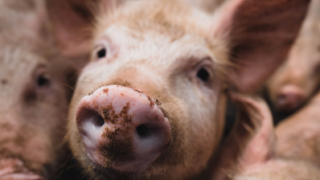 NI pig prices now above cost of production – bank