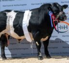 Carlisle sale sees new breed record of 32,000gns