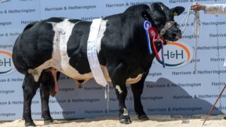Carlisle sale sees new breed record of 32,000gns