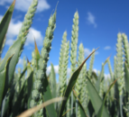 Potentially ‘groundbreaking’ seed treatments set for Ireland
