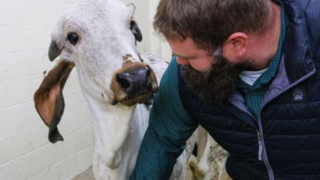 Scientists create calf with reduced susceptibility to BVDV