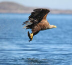 PSNI appeal after two white-tailed eagles found dead