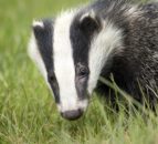 Yorkshire: 5 men arrested following dog attacks on badgers