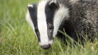 Yorkshire: 5 men arrested following dog attacks on badgers