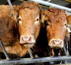 NFU Cymru and FUW welcome bovine TB eradication board