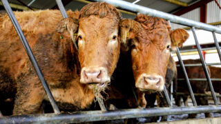 What counties are high-risk for bluetongue?