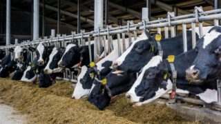 Retail milk price war looming in Northern Ireland – UFU