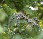 Legislation to further oak-tree movement in OPM zones