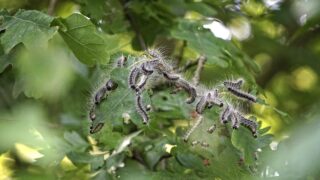 Legislation to further oak-tree movement in OPM zones