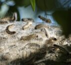 Public urged to vigilant for oak processionary moth sightings