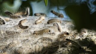 Public urged to report sightings of oak processionary moths