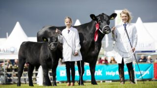 An Aberdeen Angus perspective on significance of Balmoral Show
