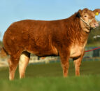 Commercial heifer hits record £23,000 at Jalex on-farm sale