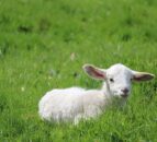 Police appeal for information after 36 lambs stolen in Perton