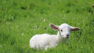 2 lambs killed in suspected dog attack in Llanyre
