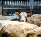 DAERA publishes brucellosis compensation rates for May 2023