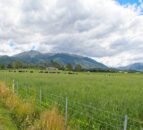 Fewer dairy cattle and sheep registered in NZ