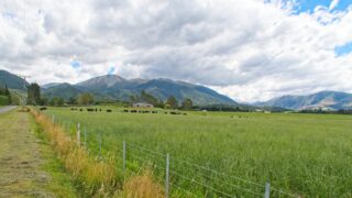 Fewer dairy cattle and sheep registered in NZ