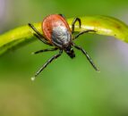 £2.35m in funding to research diseases spread by mosquitoes and ticks