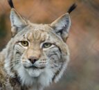 Concern over impact of lynx reintroduction on livestock