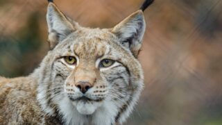 Concern over impact of lynx reintroduction on livestock