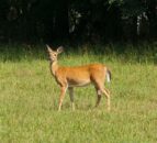 Derbyshire: Men sentenced for using dogs to hunt deer