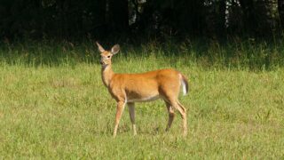 Scottish gov launches managing deer for nature consultation