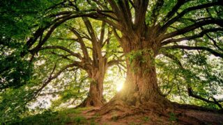 Tree planting and peatland restoration hit by ‘funding uncertainty’ – report