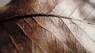 Natural England appoints new chairs for 2 committees
